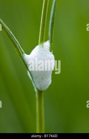 Il cuculo Spit (Philaenus Spumarius) sullo stelo di una pianta di lavanda in Inghilterra Foto Stock