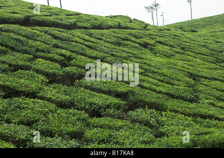 La piantagione di tè sui pendii vicino Tekkadi Kerala India Foto Stock