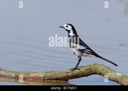 Pied wagtail Motacilla alba su stick nella pozza Ashwell Hertfordshire Foto Stock