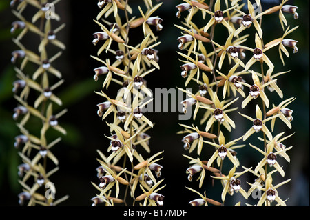 Coelogyne dayana. Collana fiori di orchidea Foto Stock