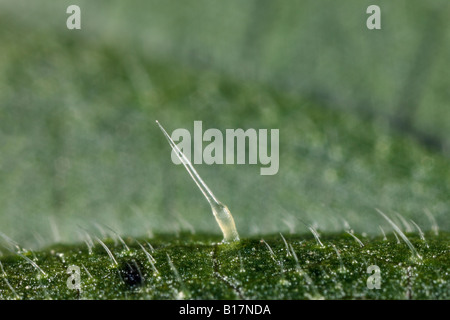 Ortica Urtica dioica sting close up Potton Bedfordshire Foto Stock