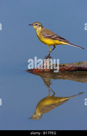 Wagtail giallo Motacilla flava in piedi sul bastone con la riflessione in acqua Ashwell Hertfordshire Foto Stock