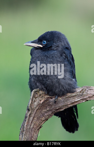 Giovani Taccola Corvus monedula sul ramo Potton Bedfordshire Foto Stock