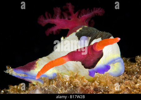 Eunuchi Neon Slug Nembrotha chamberlaini Alona Beach Panglao Island Bohol Filippine Foto Stock