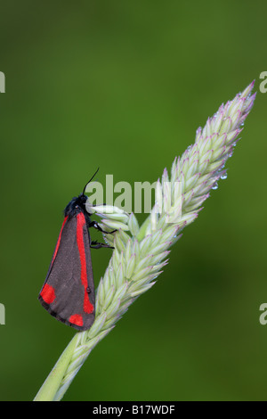 Il cinabro Tyria jacobaeae a riposo sulla levetta di erba Potton Bedfordshire Foto Stock