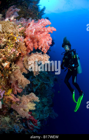 Subacqueo e parete con soft coral Dendronephthya spec Cabilao Island Central Visayas nelle Filippine Foto Stock