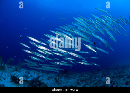 Secca di limanda barracuda Sphyraena flavicauda Cabilao Island Central Visayas nelle Filippine Foto Stock