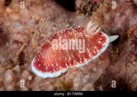 Reticulata nudibranch Chromodoris reticulata Cabilao Island Central Visayas nelle Filippine Foto Stock