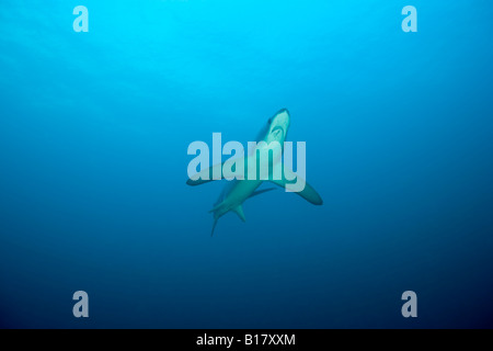 La trebbiatrice shark Alopias vulpinus isola Malapascua Cebu Filippine Foto Stock