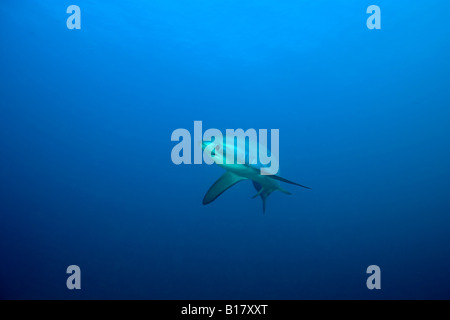 La trebbiatrice shark Alopias vulpinus isola Malapascua Cebu Filippine Foto Stock