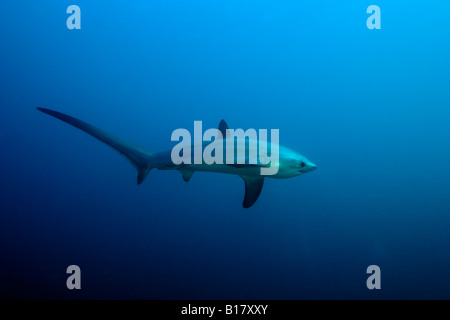 La trebbiatrice shark Alopias vulpinus isola Malapascua Cebu Filippine Foto Stock