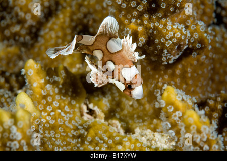 I capretti Harlequin sweetlip Plectorhinchus chaetodonoides isola Malapascua Cebu Filippine Foto Stock