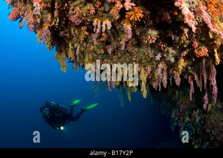 Subacqueo e sporgenza con coralli molli Maolboal Cebu Filippine Foto Stock