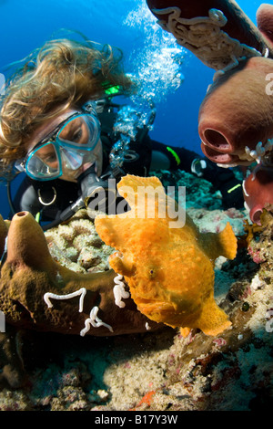 Subacqueo e la rana pescatrice gigante Antennarius commersonii Maolboal Cebu Filippine Foto Stock