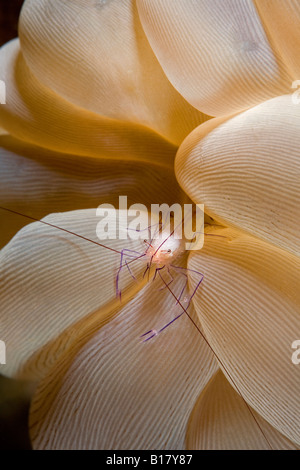 Gamberetti commensali in bolla coral Vir philippinensis Maolboal Cebu Filippine Foto Stock