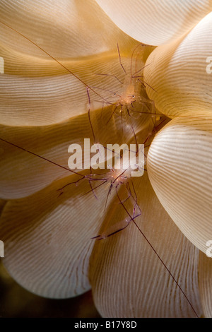 Due commensali gamberetti in bolla coral Vir philippinensis Maolboal Cebu Filippine Foto Stock