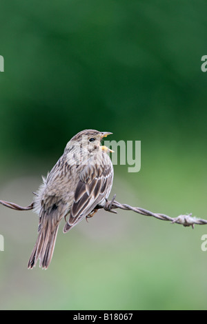 Corn Bunting Miliaria calandra appollaiato sul filo spinato cantando Potton Bedfordshire Foto Stock