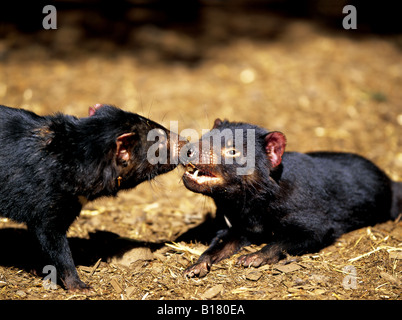 Diavolo della Tasmania Tasmania Australia Foto Stock