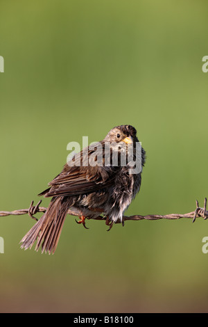 Corn Bunting Miliaria calandra appollaiato sul filo spinato cercando alert Potton Bedfordshire Foto Stock