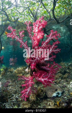 Rosso corallo morbido e mangrovie Dendronephthya Raja Ampat Papua Nuova Guinea Indonesia Foto Stock