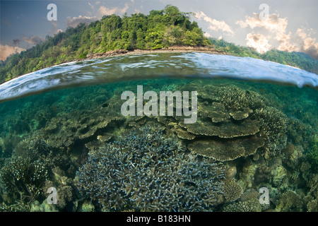 Coral reef cresce nei fondali bassi Raja Ampat Papua Nuova Guinea Indonesia Foto Stock