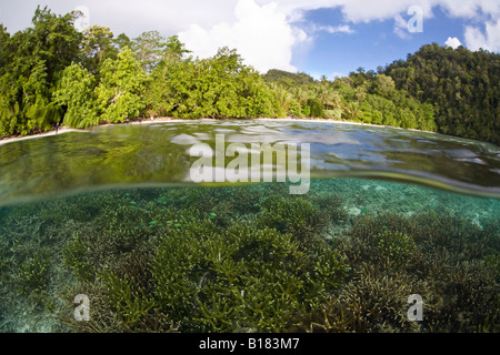 Coral reef con coralli ramificati Acropora Raja Ampat Papua Nuova Guinea Indonesia Foto Stock