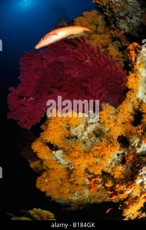Coral Reef con gorgonie e Zoanthids Paramuricea clavata Parazoanthus axinellae mare adriatico Croazia Foto Stock