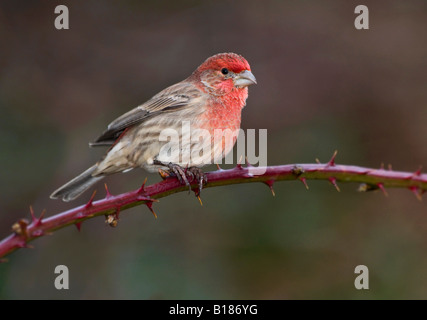 House Finch, Victoria, Isola di Vancouver, British Columbia, Canada. Foto Stock
