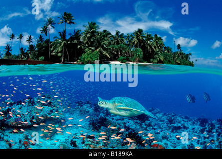 Tartaruga e Isola Chelonia Mydas composizione digitale Foto Stock