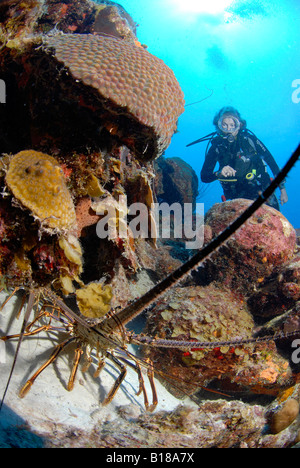 Subacqueo e astice Mar dei Caraibi alle Antille olandesi Curaçao Foto Stock