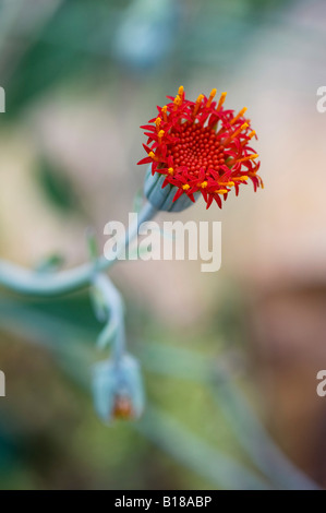 Kleinia Abyssinica fioritura bud Foto Stock