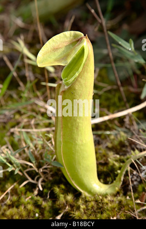 Pianta brocca (Nepenthes) crescente selvatici sul Bolaven Plateau, Champasak, Laos Foto Stock
