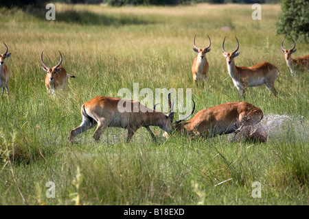 Due scontri lechwe rosso Foto Stock