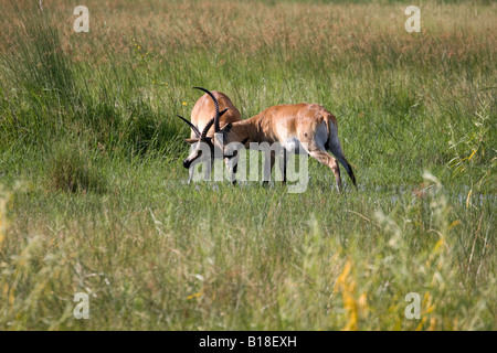 Due scontri lechwe rosso Foto Stock