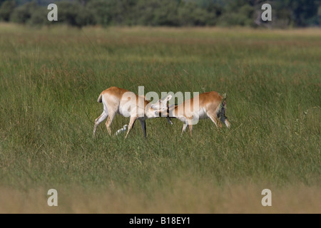 Due giovani maschi lechwe rosso combattimenti Foto Stock