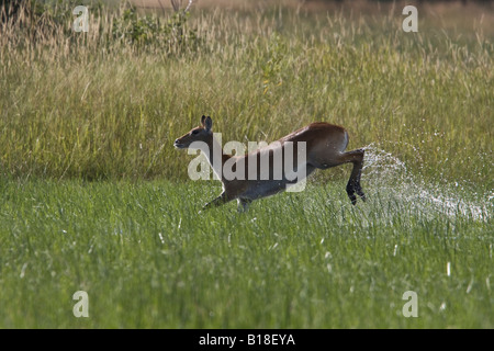 Lechwe rosso acceso attraverso l acqua Foto Stock