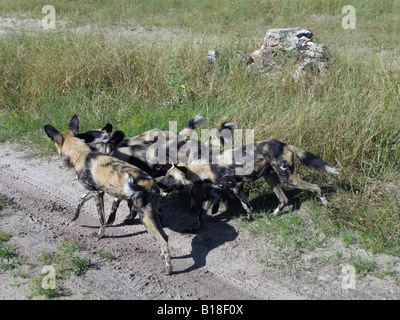 African cani da caccia gruppo intorno femmina dominante Foto Stock