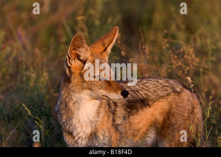 BLack backed Jackal Botswana Foto Stock