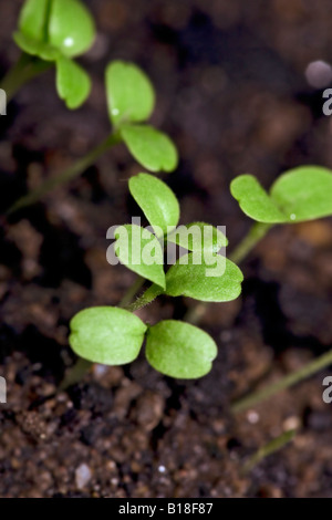 Le piantine che crescono in compost organico Foto Stock