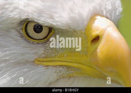 Un close-up di un aquila calva (Haliaeetus leucocephalus) in Victoria, British Columbia, Canada. Foto Stock