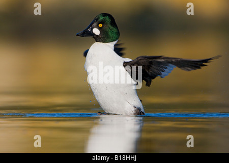 Un maschio comune (Goldeneye Bucephala clangula) in Victoria, British Columbia, Canada. Foto Stock