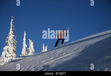 Una femmina di sciatore scuoiatura su un pendio nel backcountry di Montagna Rossa, British Columbia, Canada. Foto Stock