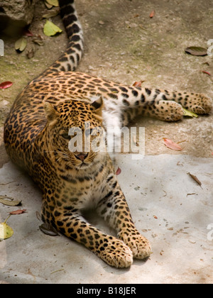 Leopard rilassante Foto Stock