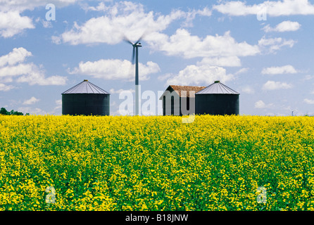 La Canola Field con vecchi contenitori del cereale e la turbina eolica in background, vicino a Somerset, Manitoba, Canada Foto Stock