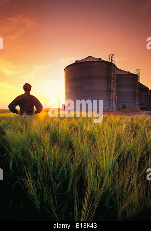 Un uomo si affaccia su di un campo di orzo, con contenitori del cereale in background, nei pressi di Dugald, Manitoba, Canada Foto Stock