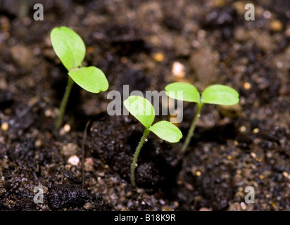 Le piantine che crescono in compost organico Foto Stock