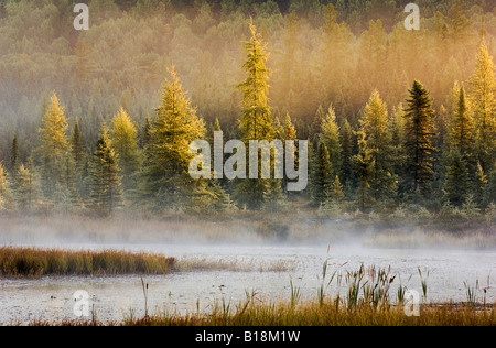 Autunno nebbia di mattina sorge in marsh lungo il litorale di tamarack, balsamo e abete bianco orientale pini vicino al lago Opeongo in ALG Foto Stock