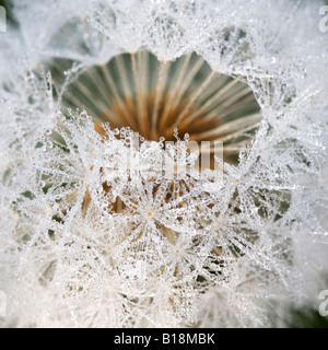 La mattina presto la rugiada copre il seedhead di questo orologio di dente di leone Foto Stock