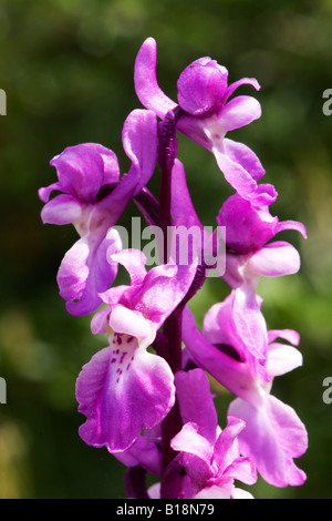 In prossimità della testa di fiori di inizio purple orchid Orchis mascula Foto Stock