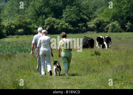 Vacca Chilbolton comuni di campagna dell'Hampshire England Regno Unito Foto Stock